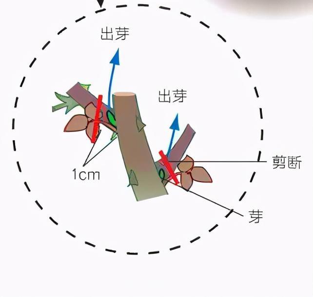 月季庭院種植秋冬養(yǎng)護(hù)要點：秋冬養(yǎng)護(hù)好，來年一樹繁花(圖3)