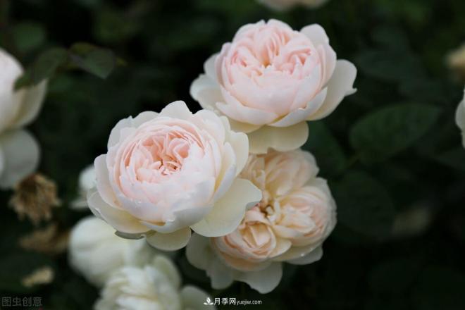 月季庭院種植秋冬養(yǎng)護(hù)要點：秋冬養(yǎng)護(hù)好，來年一樹繁花(圖2)