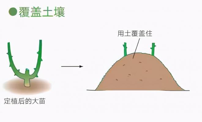 月季庭院種植秋冬養(yǎng)護(hù)要點：秋冬養(yǎng)護(hù)好，來年一樹繁花(圖4)