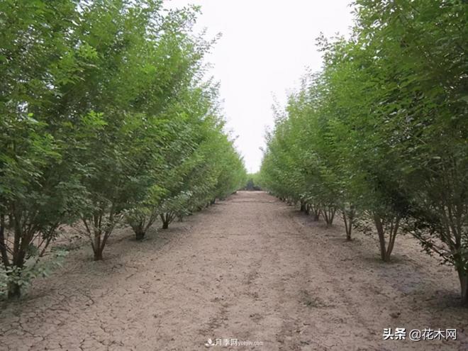 叢生苗木市場(chǎng)火熱，如何輕松登上銷量榜首？(圖4)