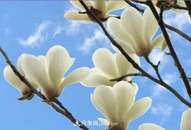 白玉蘭花期有多久，花期如何管理？(圖1)