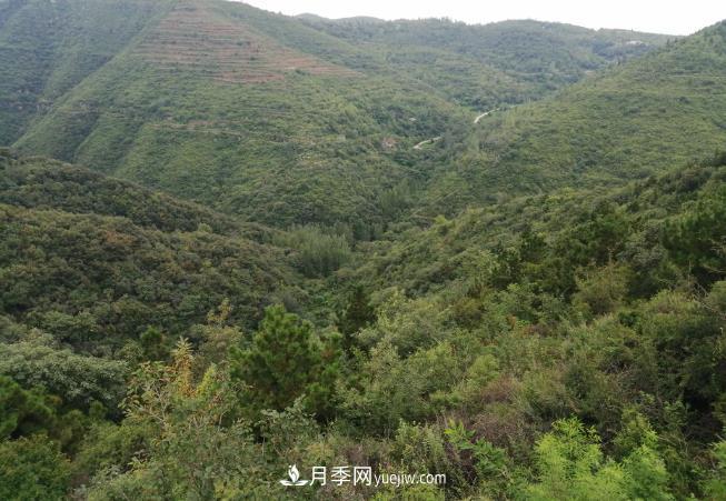 即將到來的冬春造林季要種哪些樹？河南省已培育9.31株鄉(xiāng)土樹種(圖1)