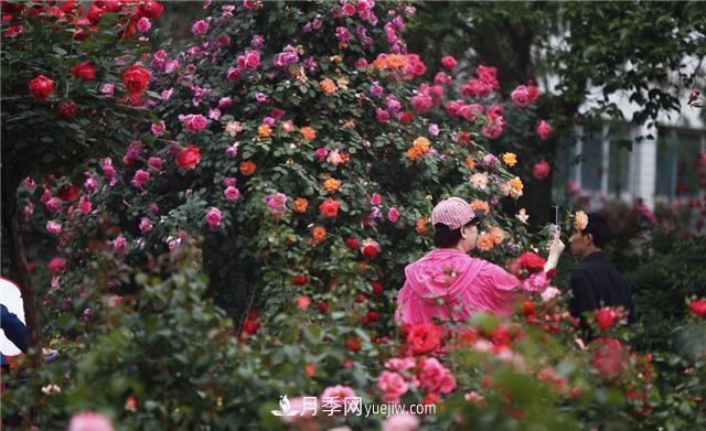 月季花為什么花朵越開越小花色淡？這五點做好，葉茂花繁色嬌艷(圖2)