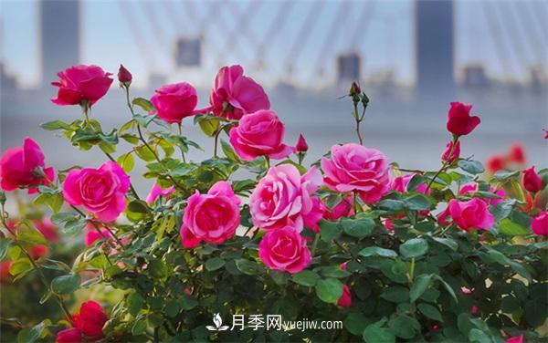 月季知識介紹，月季百科(圖3)