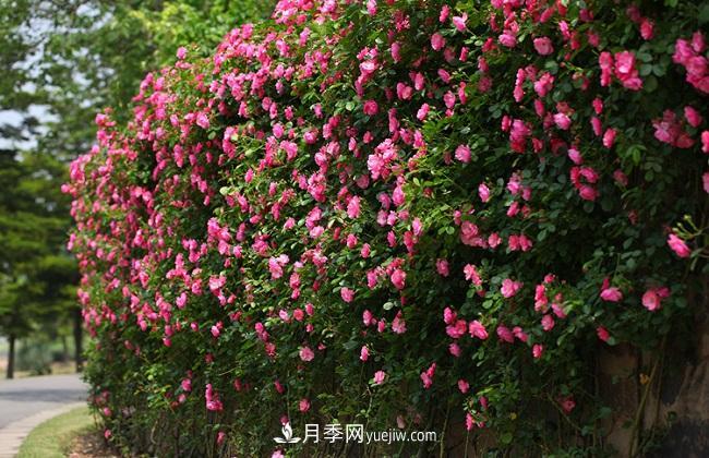 藤本月季生長比較快，該如何修剪？(圖3)