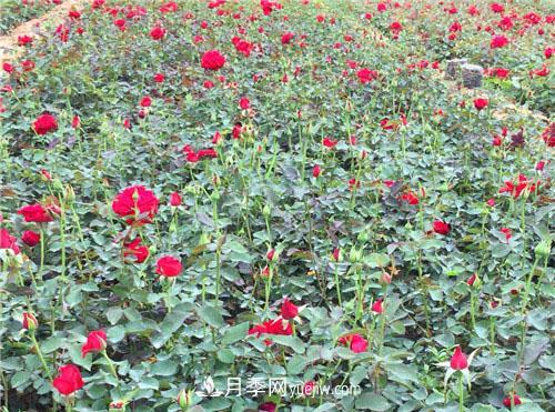 湖北宜昌:年輕夫妻創(chuàng)辦月季種植園，累并快樂著！(圖1)