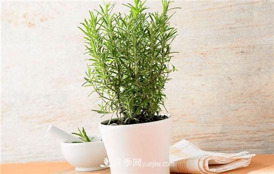 迷迭香在中國(guó)叫什么，迷迭香花語(yǔ)是什么(圖1)