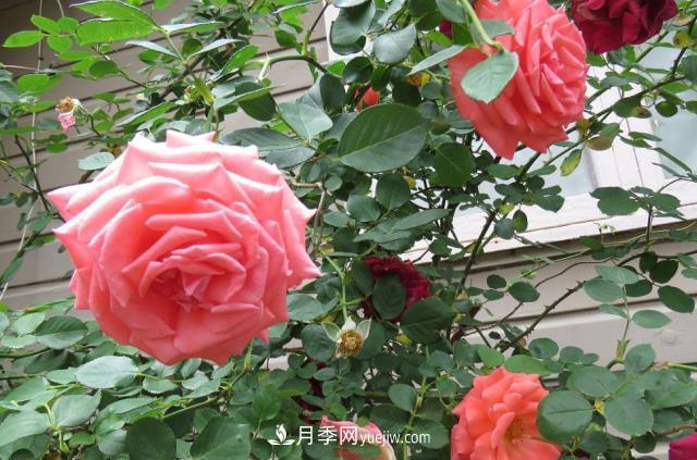 月季病蟲害銹病、黑斑病、白粉病的防治方法介紹(圖1)