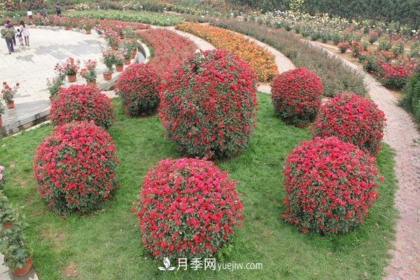 來(lái)自南陽(yáng)月季的直徑80CM月季花球，美上天了(圖1)