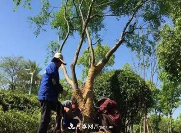 冬季移栽苗木大考驗(yàn)：冬季適合移栽什么樹(shù)種？如何移栽(圖1)
