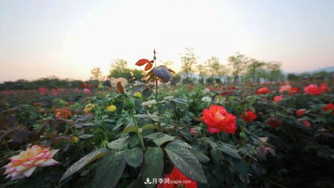 立冬已過，小雪將至~ 肇慶新區(qū)月季園景色獨(dú)好、風(fēng)光別致(圖1)