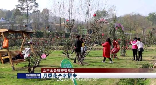 襄陽發(fā)揚五中全會精神 發(fā)展月季產業(yè)花開幸福來(圖1)