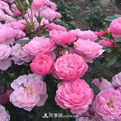 7種漂亮月季，植株矮小，花色艷麗，花期超長，是陽臺盆栽佳品！(圖3)