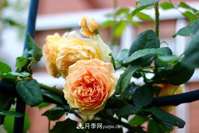 8種經(jīng)典月季，藤本、灌木和微月都有，買(mǎi)了不會(huì)錯(cuò)(圖3)