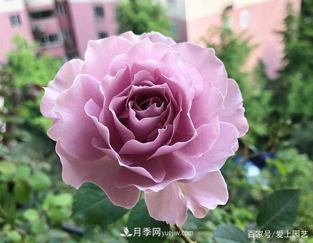 清新出塵的4個日本“仙女”月季，再難養(yǎng)也不能抗拒(圖4)