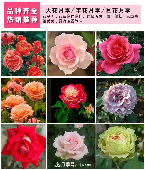 樹狀月季，藤本月季，大花月季，貨源充足價(jià)格合理(圖3)