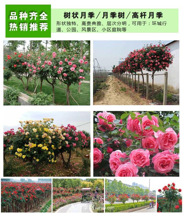 樹狀月季，藤本月季，大花月季，貨源充足價(jià)格合理(圖2)
