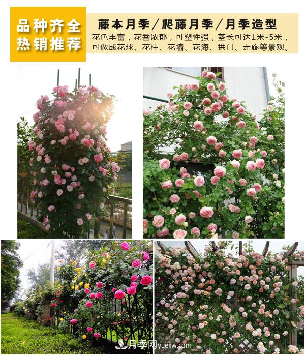樹狀月季，藤本月季，大花月季，貨源充足價(jià)格合理(圖4)