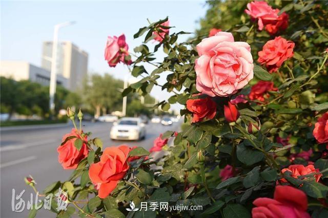 河北邢臺(tái)：月季花開美如畫(圖2)