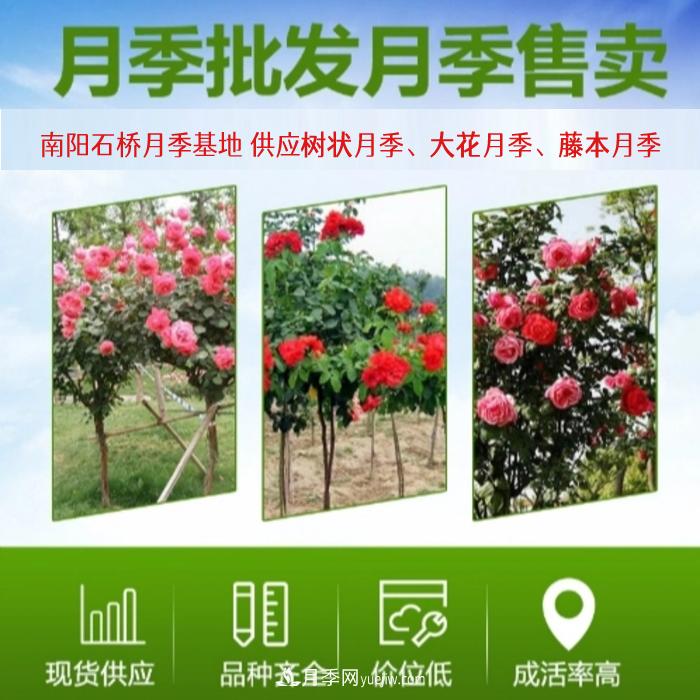 大花月季批發(fā)，樹狀月季批發(fā)，中國月季之鄉(xiāng)價(jià)格就是香！(圖1)