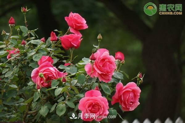 一年四季盛開(kāi)的花是什么花？盤(pán)點(diǎn)十種四季都開(kāi)花的花(圖1)
