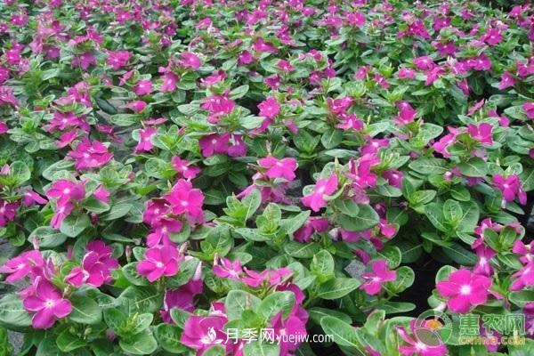 一年四季盛開(kāi)的花是什么花？盤(pán)點(diǎn)十種四季都開(kāi)花的花(圖3)