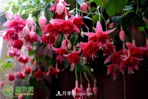 一年四季盛開(kāi)的花是什么花？盤(pán)點(diǎn)十種四季都開(kāi)花的花(圖2)