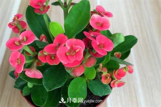 一年四季都開(kāi)花的盆栽，盤(pán)點(diǎn)十種全年花期的花卉(圖2)