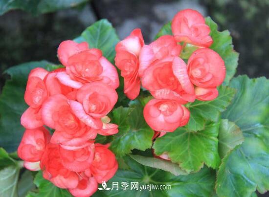 常年開花的花卉有哪些，推薦10種四季盛開的花卉(圖2)
