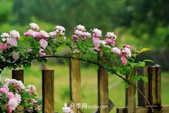 藤本月季的種植方法與養(yǎng)護(hù)辦法，適當(dāng)修剪更勤花(圖3)