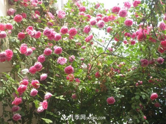 藤本月季的種植方法與養(yǎng)護(hù)辦法，適當(dāng)修剪更勤花(圖4)