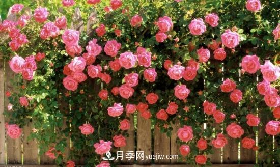 藤本月季的種植方法與養(yǎng)護(hù)辦法，適當(dāng)修剪更勤花(圖2)