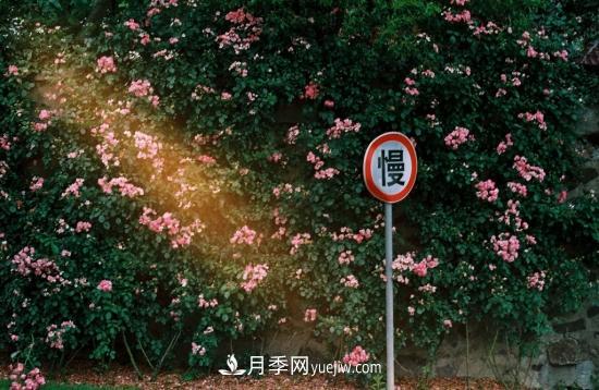 藤本月季的種植方法與養(yǎng)護(hù)辦法，適當(dāng)修剪更勤花(圖1)