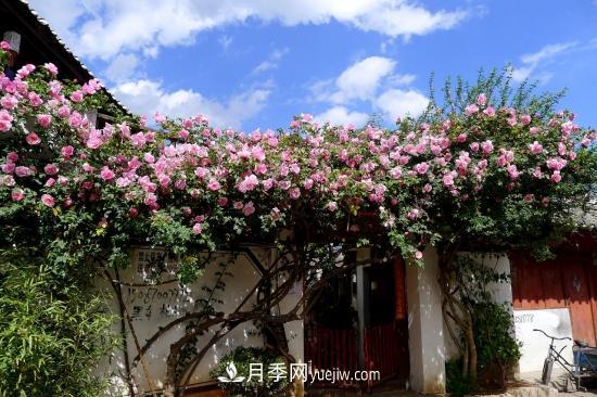 藤本月季的種植方法與養(yǎng)護(hù)辦法，適當(dāng)修剪更勤花(圖5)
