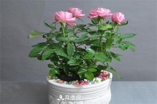 月季花可以澆茶葉水嗎？不可以(圖1)