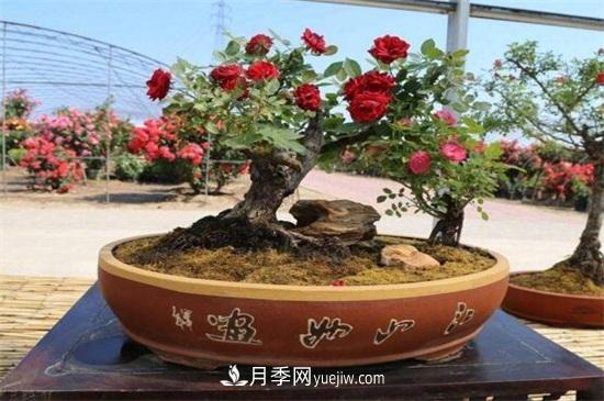 月季花可以澆茶葉水嗎？不可以(圖5)