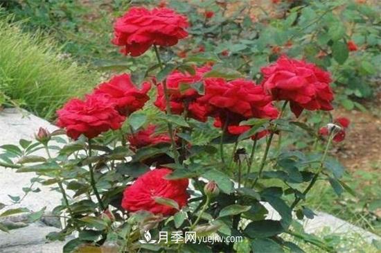 月季花可以澆茶葉水嗎？不可以(圖3)