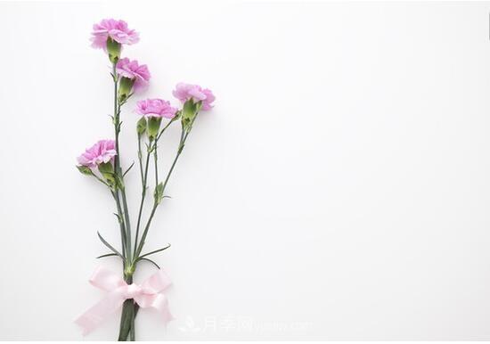 傳統(tǒng)的四大切花包括月季，菊花，康乃馨，劍蘭(圖4)