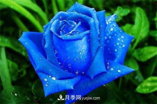 玫瑰品種有哪些？十大玫瑰花品種介紹(圖4)