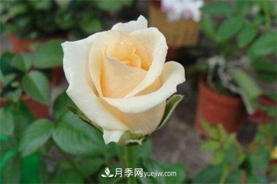 玫瑰品種有哪些？十大玫瑰花品種介紹(圖9)