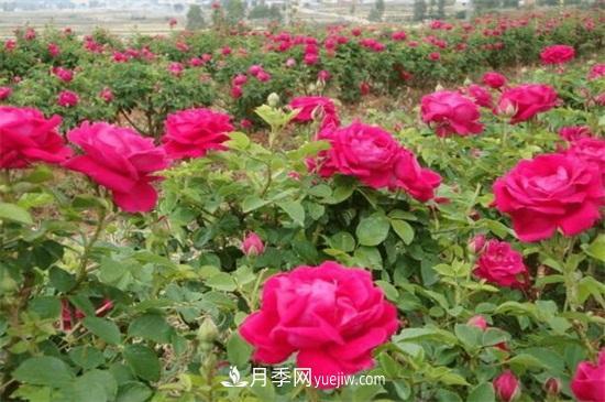盆栽玫瑰花冬天怎么養(yǎng)？盆栽玫瑰冬天養(yǎng)護(hù)方法(圖2)