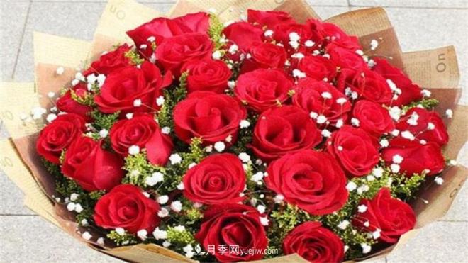 玫瑰花語是什么？盤點五個顏色的玫瑰花語(圖1)