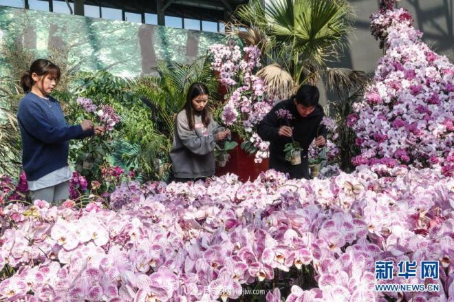 江蘇濱海：花卉農業(yè)科技園初顯規(guī)模(圖1)