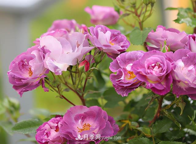 這款藍色系月季，花量超多，四季都開花，你想不到(圖1)