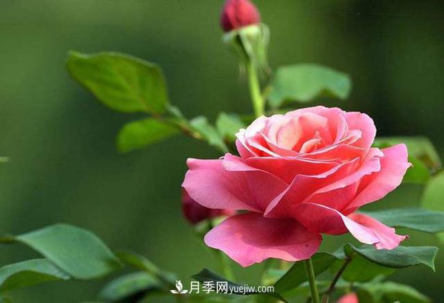 常見花草的耐寒能力，20個品種，建議保存(圖1)