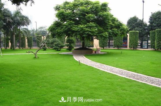 草坪與點綴植物的合理選擇(圖1)