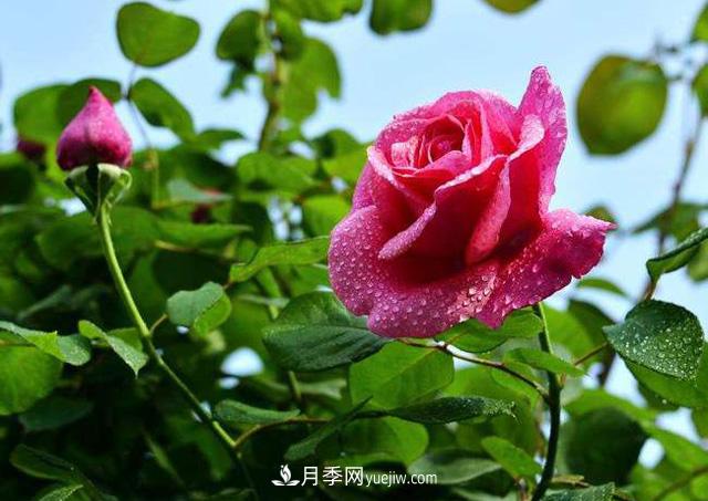 一棵月季樹，生長(zhǎng)了二十年，超出你的想象(圖1)