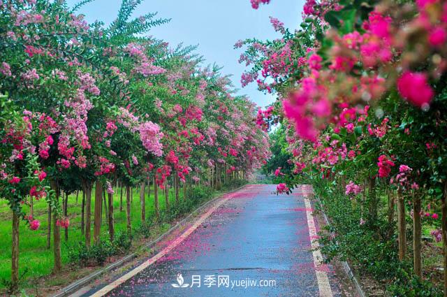紫薇樹(shù)上常見(jiàn)的白粉病，應(yīng)該怎么防治？(圖1)
