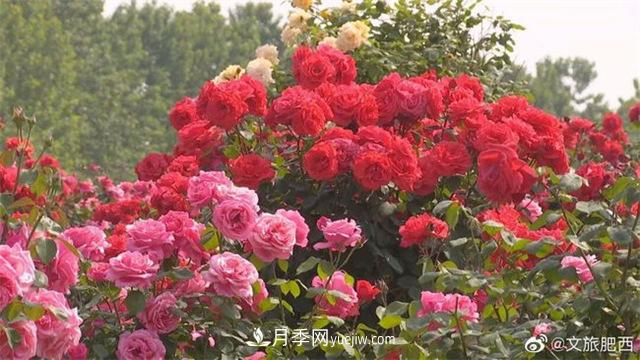 肥西縣三河鎮(zhèn)百畝樹狀月季園：花開正艷，產(chǎn)業(yè)增收(圖1)
