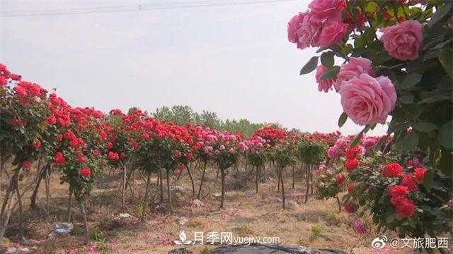 肥西縣三河鎮(zhèn)百畝樹狀月季園：花開正艷，產(chǎn)業(yè)增收(圖2)